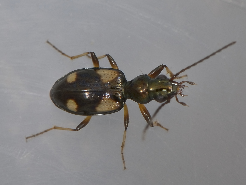 Bembidion tetragrammum? No, Ocydromus (Nepha) genei illigeri